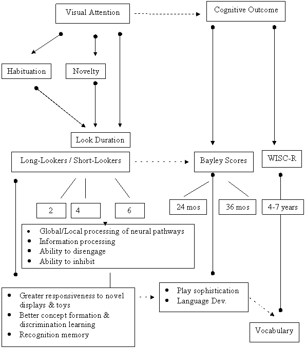 Conceptual Model of infant visual attention as it relates to cognition in later childhood